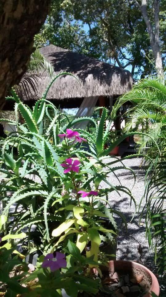 Chale "Oasis" Villa Praia do Forte Eksteriør billede