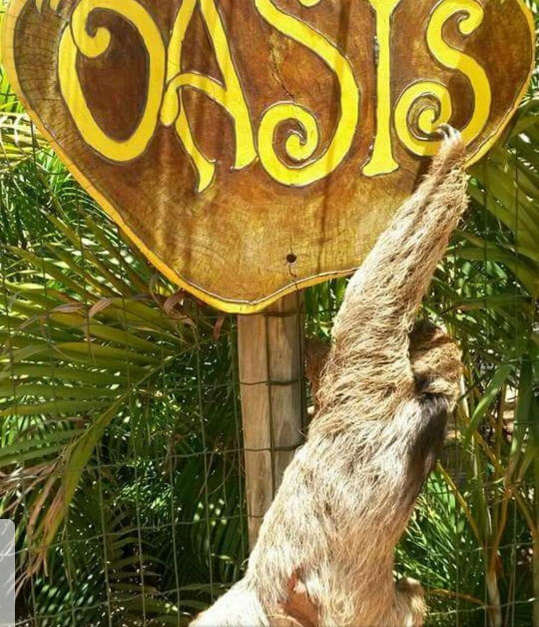 Chale "Oasis" Villa Praia do Forte Eksteriør billede
